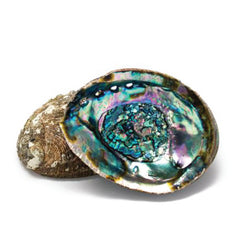 Collection image for: Abalone